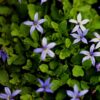 Pratia pedunculata County Park