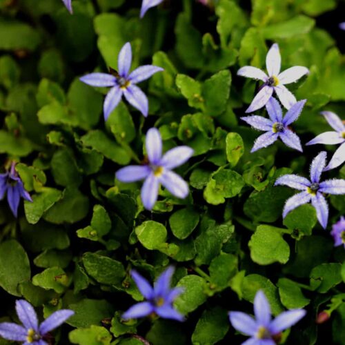 Pratia pedunculata County Park
