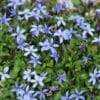 Pratia pedunculata County Park - Image 2