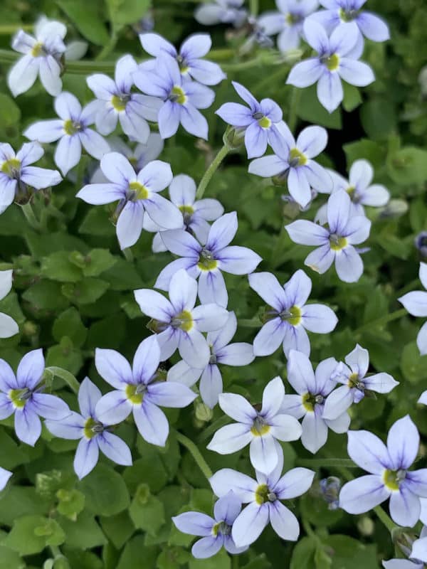 Pratia pedunculata - D'arcy and Everest