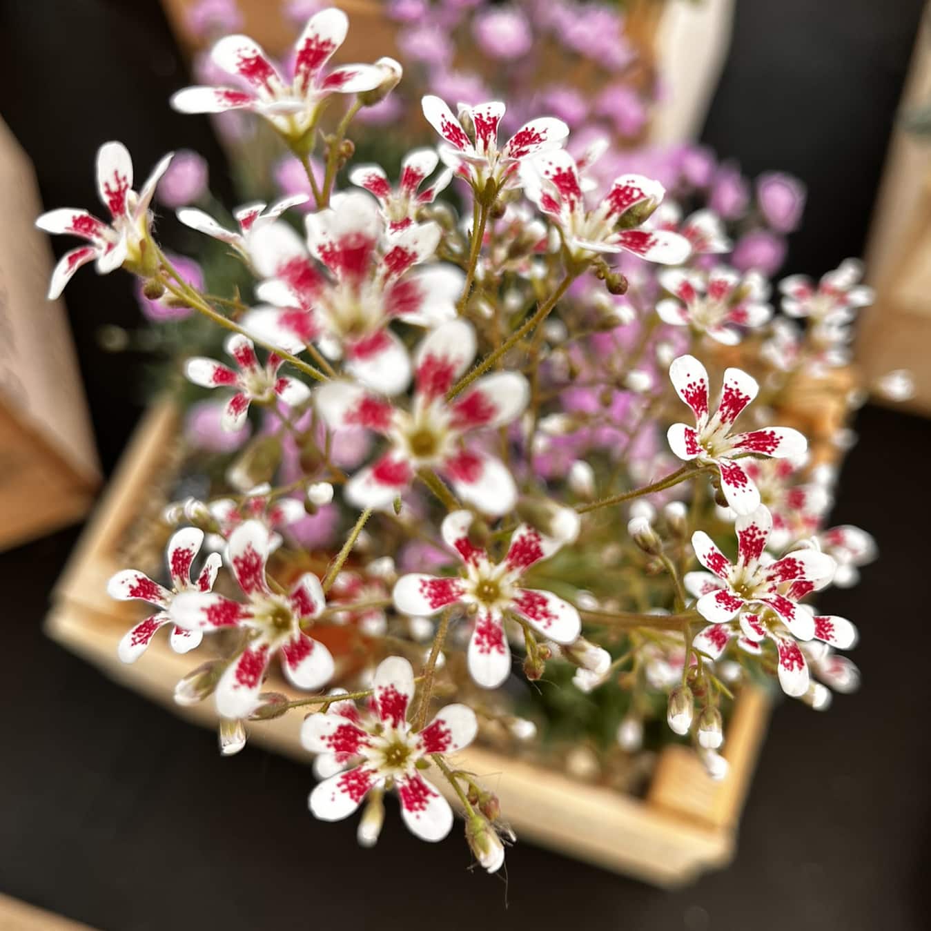 Saxifraga cotyledon Southside Seedling - Image 2