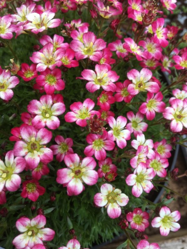 Saxifraga Pixie Pearls - D'arcy and Everest