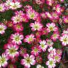 Saxifraga Pixie Pearls