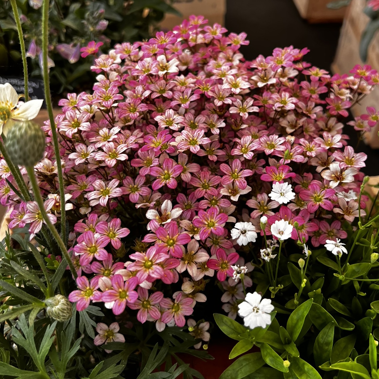 Saxifraga Pixie Pearls - Image 10