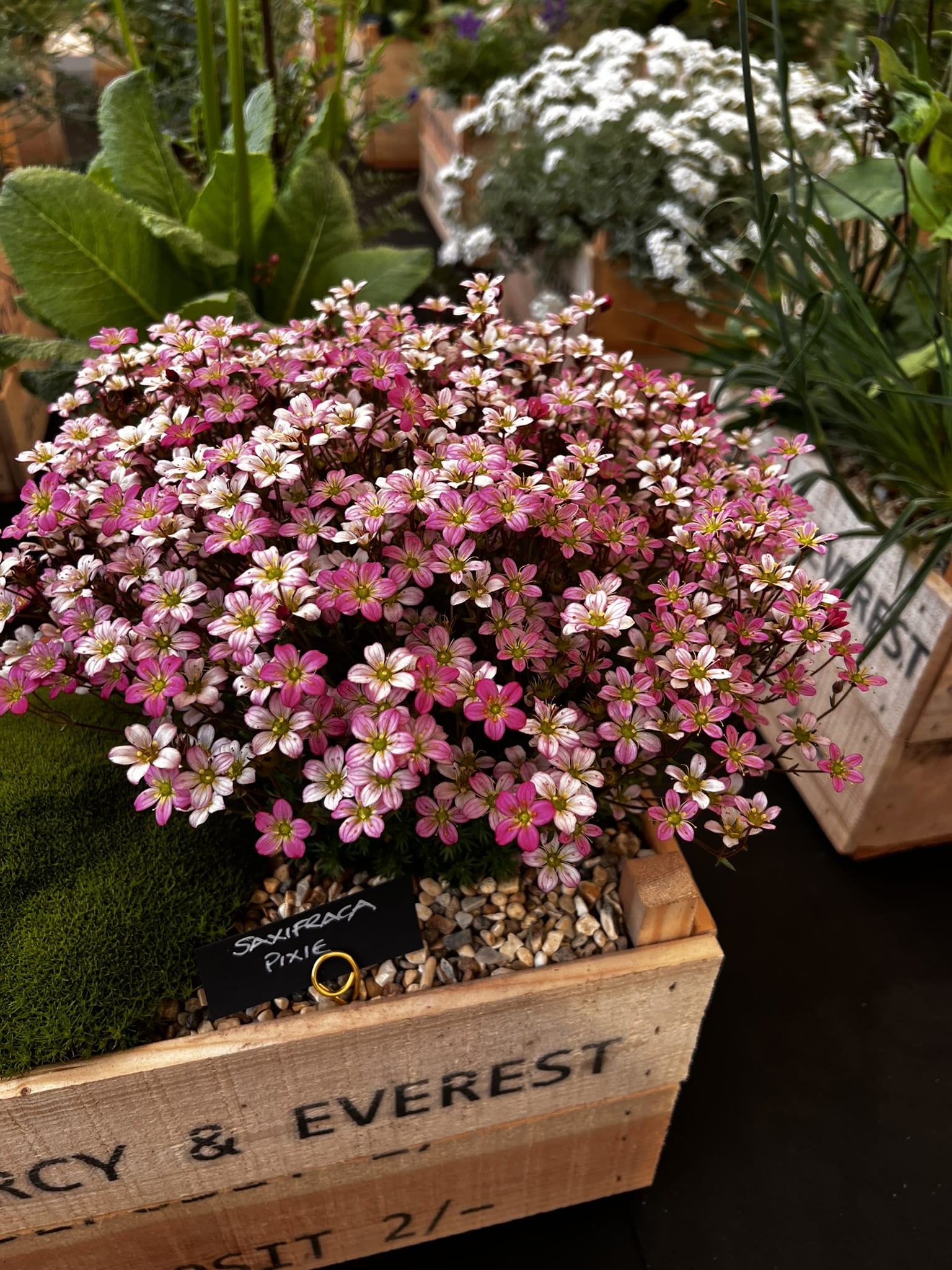 Saxifraga Pixie Pearls - Image 2
