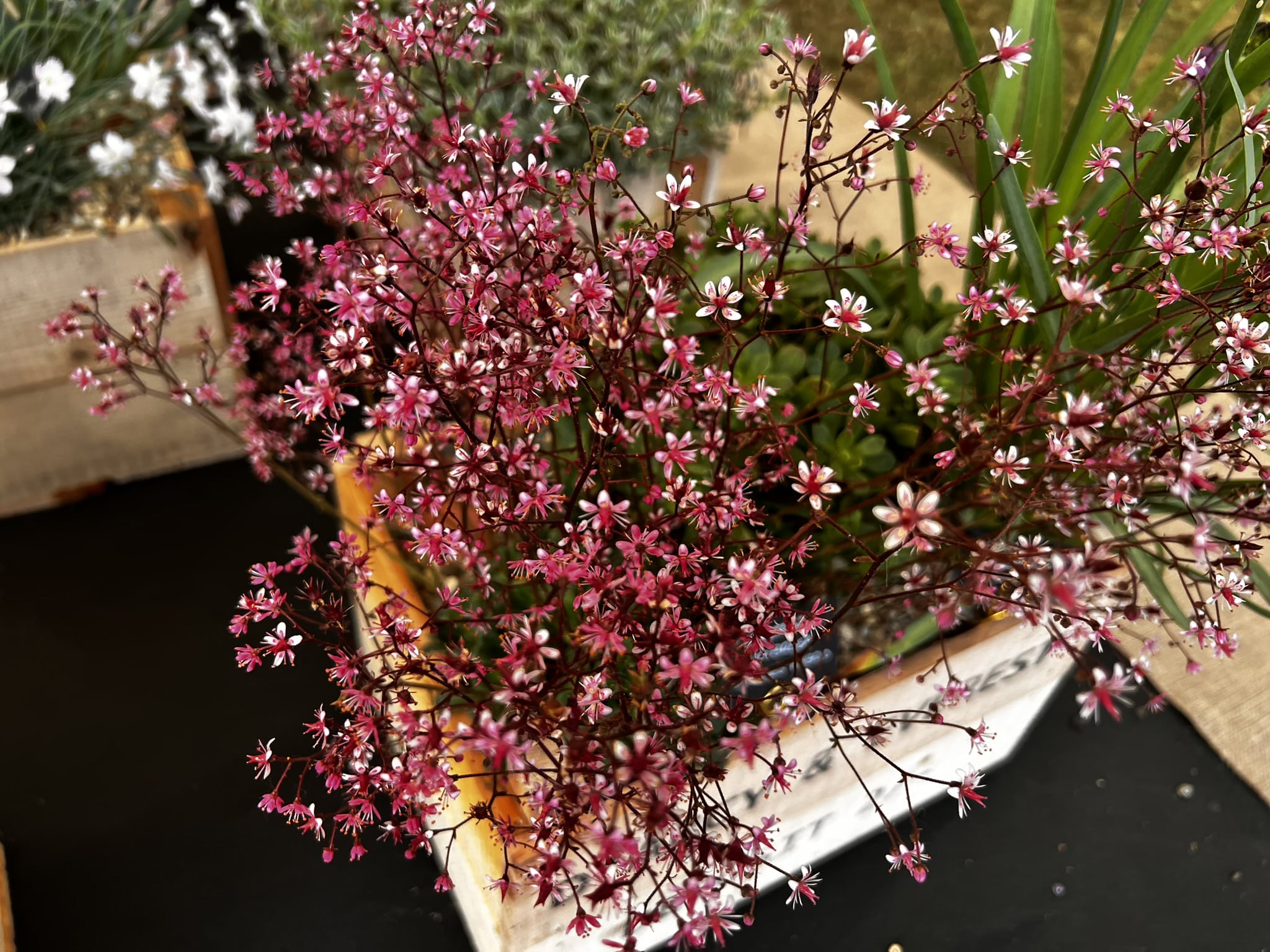 Saxifraga umbrosa 'Darcies Hybrids'
