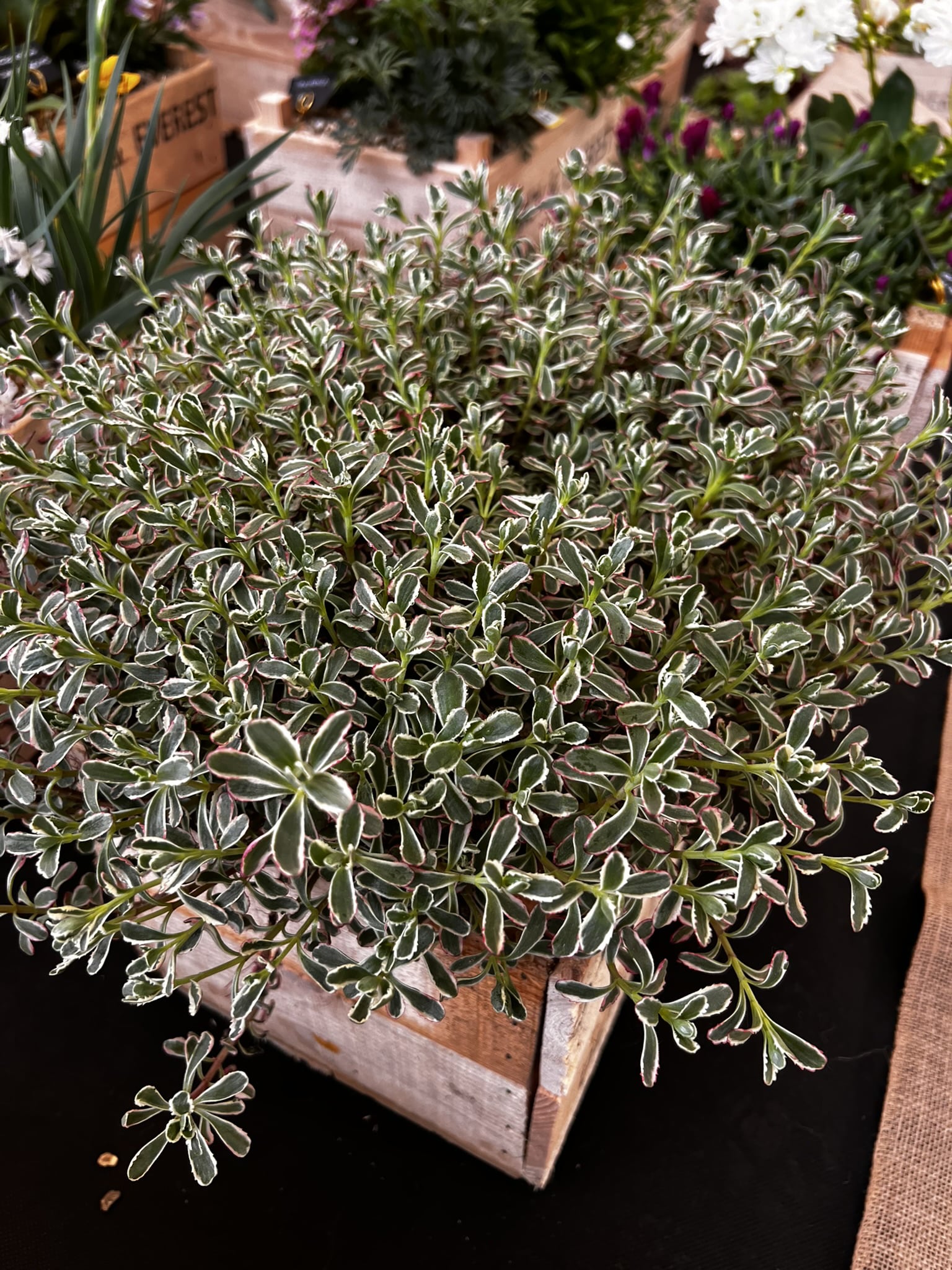 Sedum spurium tricolor - Image 5