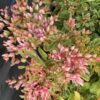 Sedum spurium tricolor