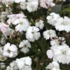 Silene alpestris flore pleno AGM