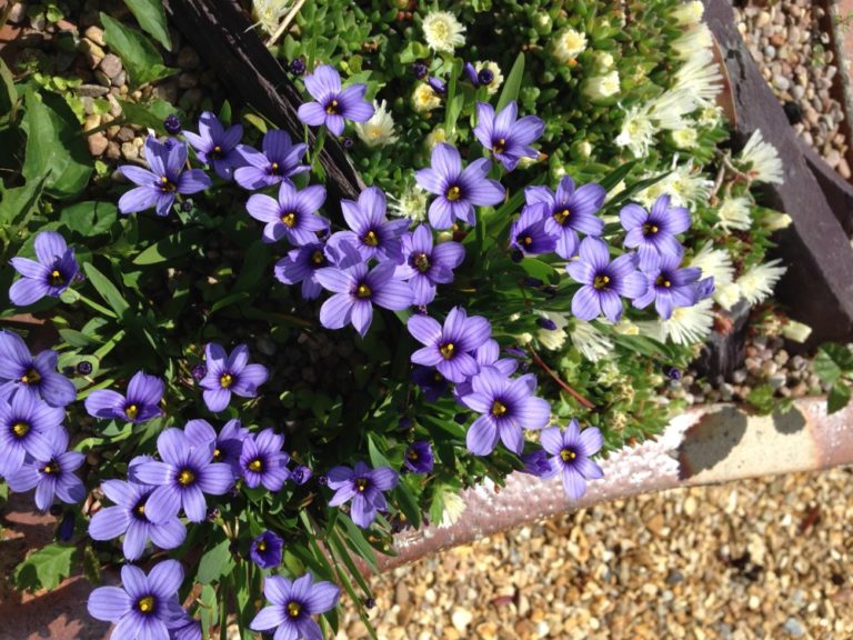 Sisyrinchium Sapphire - D'arcy and Everest