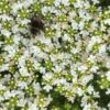 Thymus serphyllum Snowdrift
