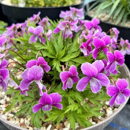 Viola chaerophylloides ‘Benizuru’