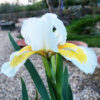 Iris Amphora