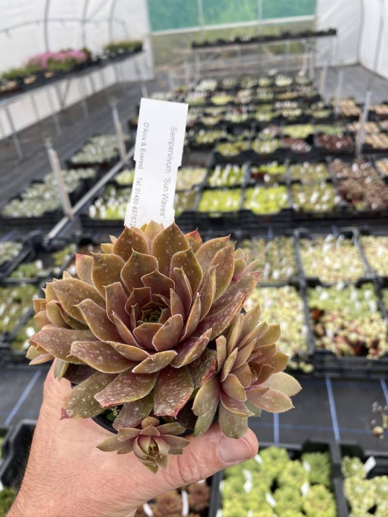 Sempervivum 'Sunwaves' - D'arcy and Everest