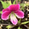 Viola chaerophylloides ‘Benizuru’ - Image 6