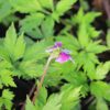 Viola chaerophylloides ‘Benizuru’ - Image 3
