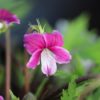 Viola chaerophylloides ‘Benizuru’ - Image 2
