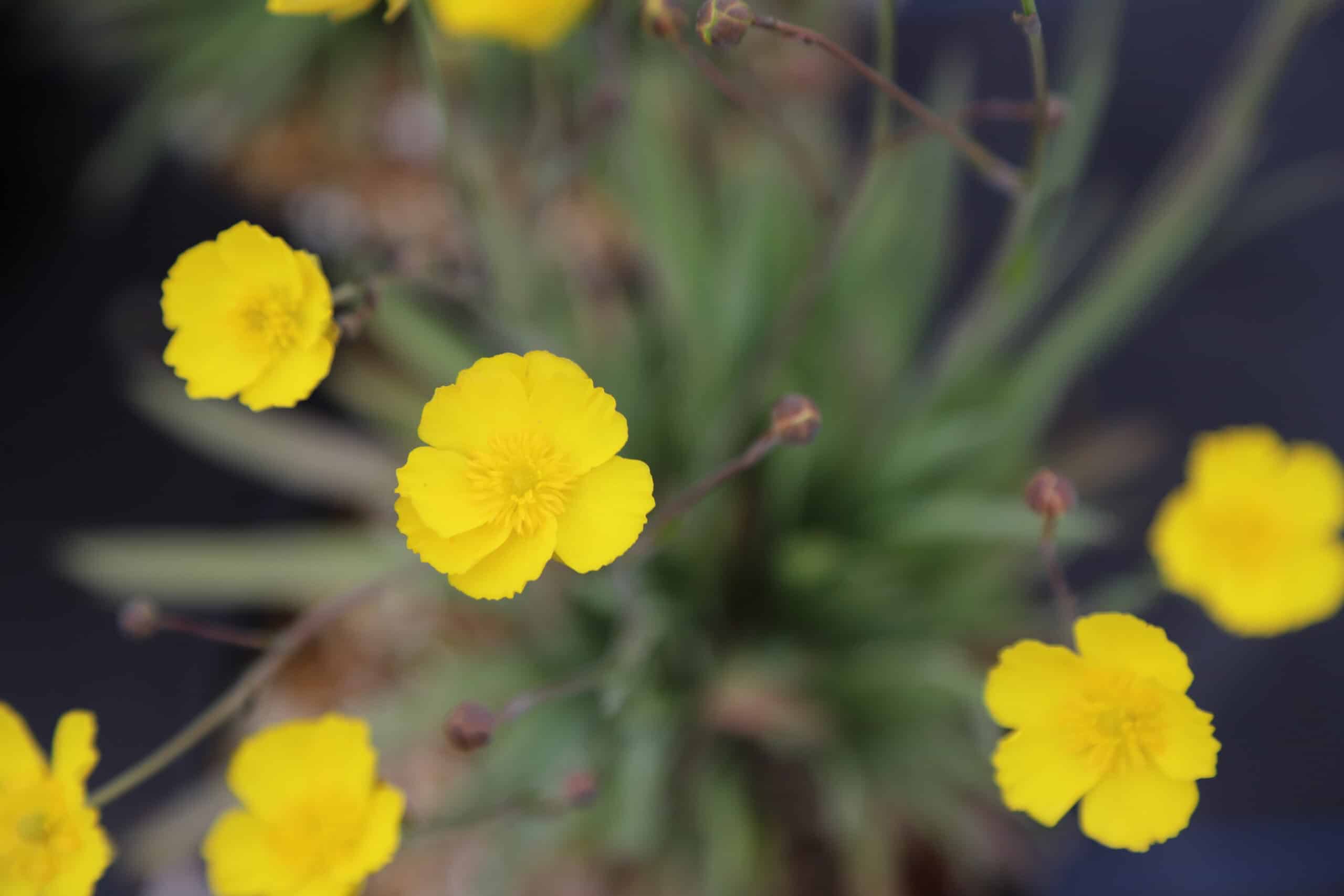 Ranunculus gramineus AGM - Image 8