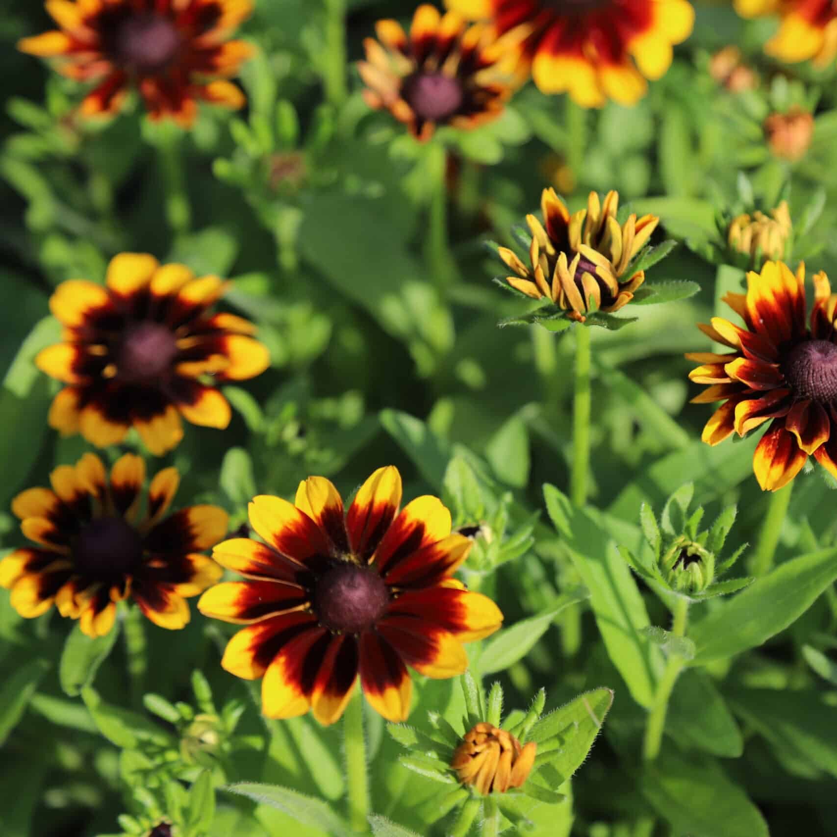 Rudbeckia hirta 'Denver Daisy'