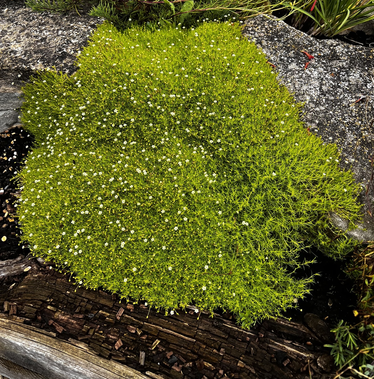 Sagina subulata var glabrata aurea - Image 7