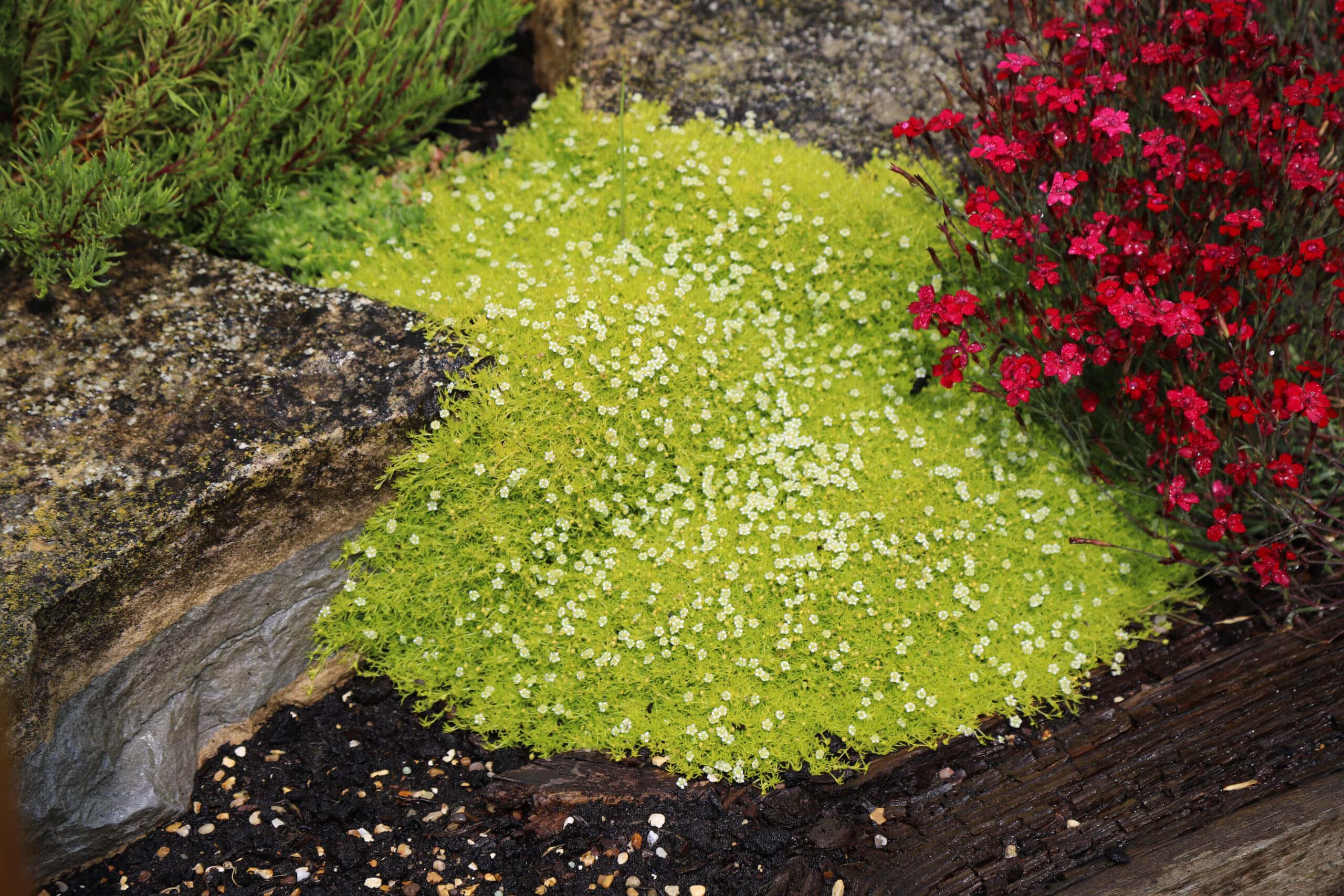 Sagina subulata var glabrata aurea - Image 2