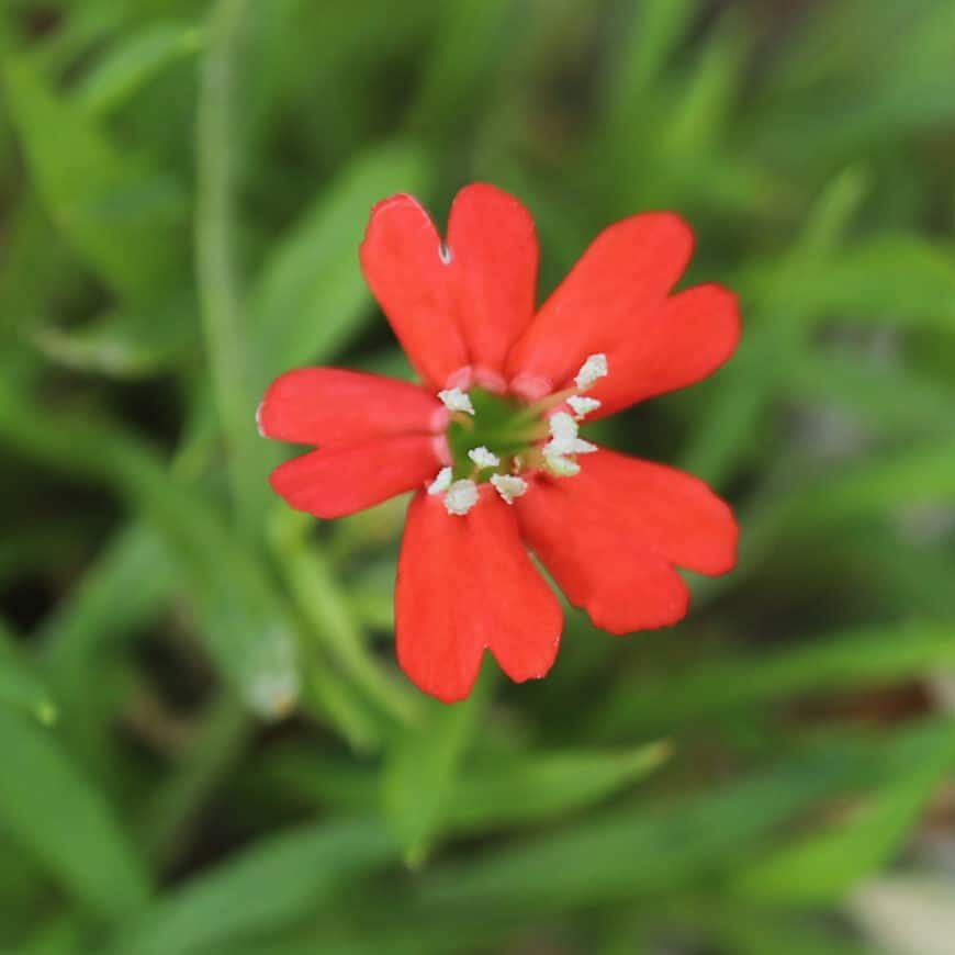 Silene Plankii