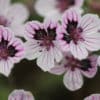 Erodium Oliver's Cup - Image 4