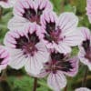 Erodium Oliver's Cup - Image 2