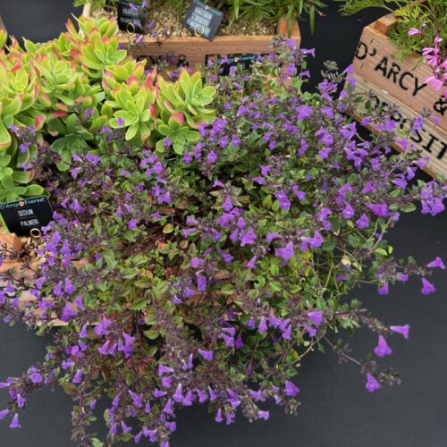 Acinos alpinus