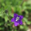 Campanula saxifraga