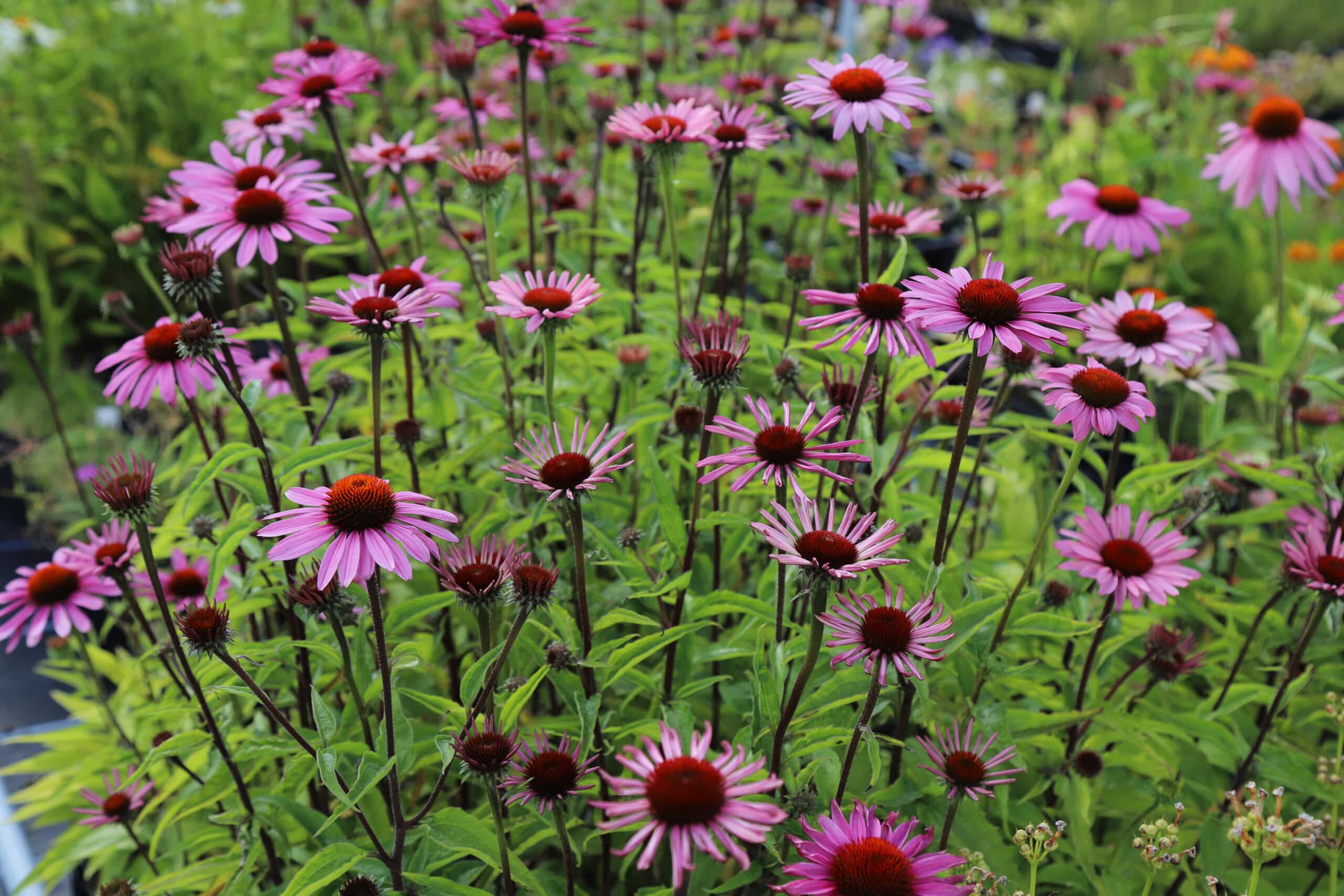 Echinacea purpurea 'Magnus Superior' - Image 2