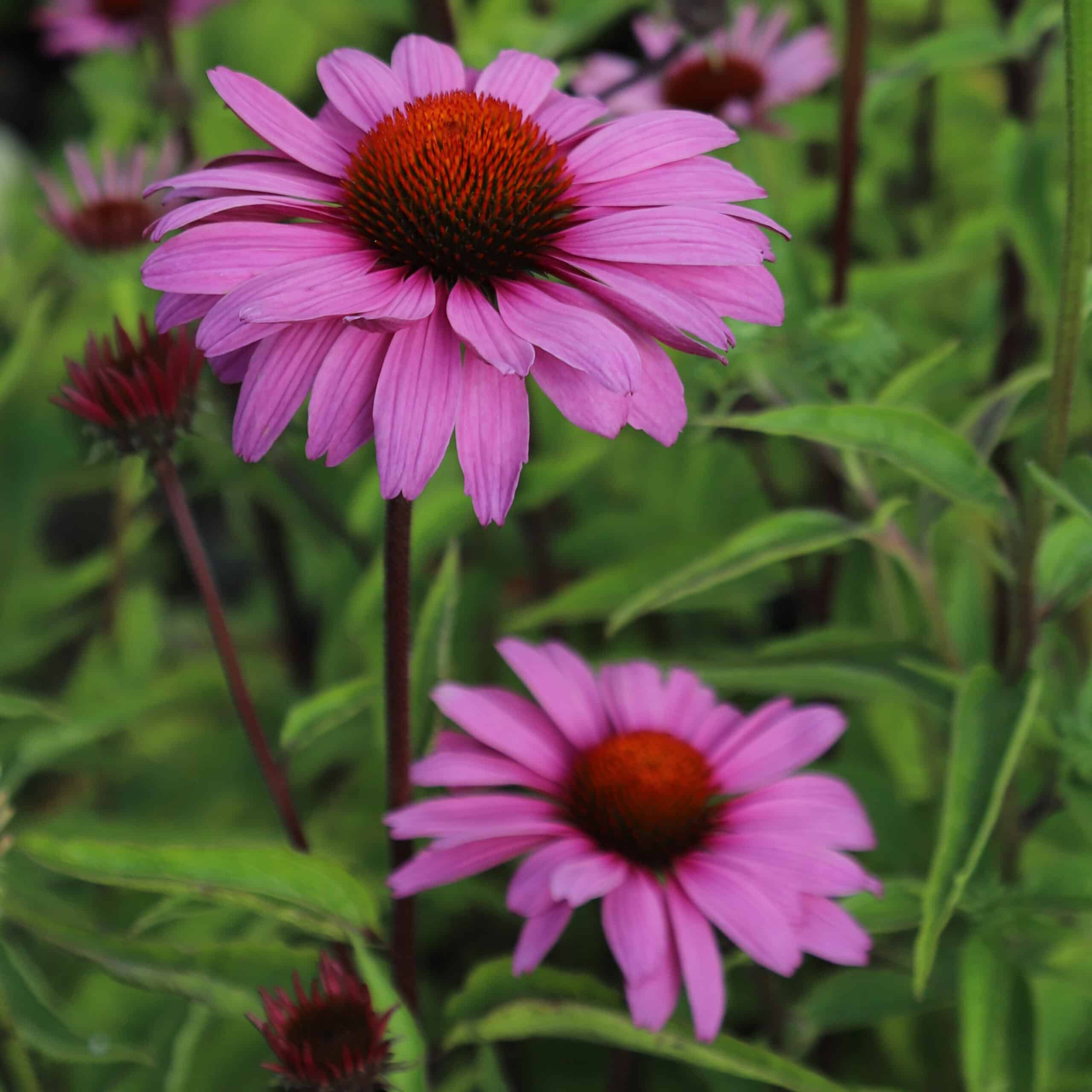 Echinacea purpurea 'Magnus Superior' - Image 7
