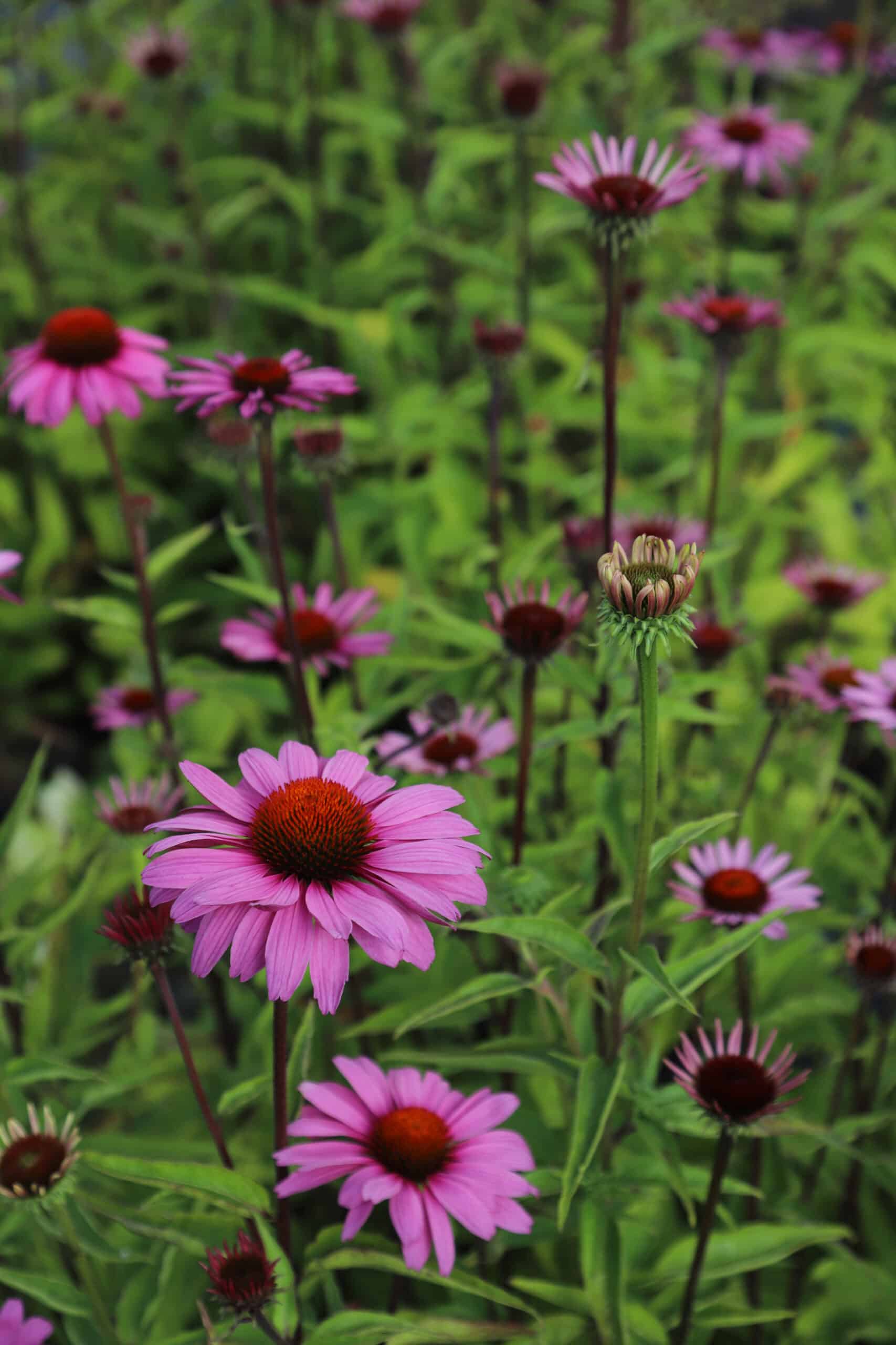 Echinacea purpurea 'Magnus Superior' - Image 8