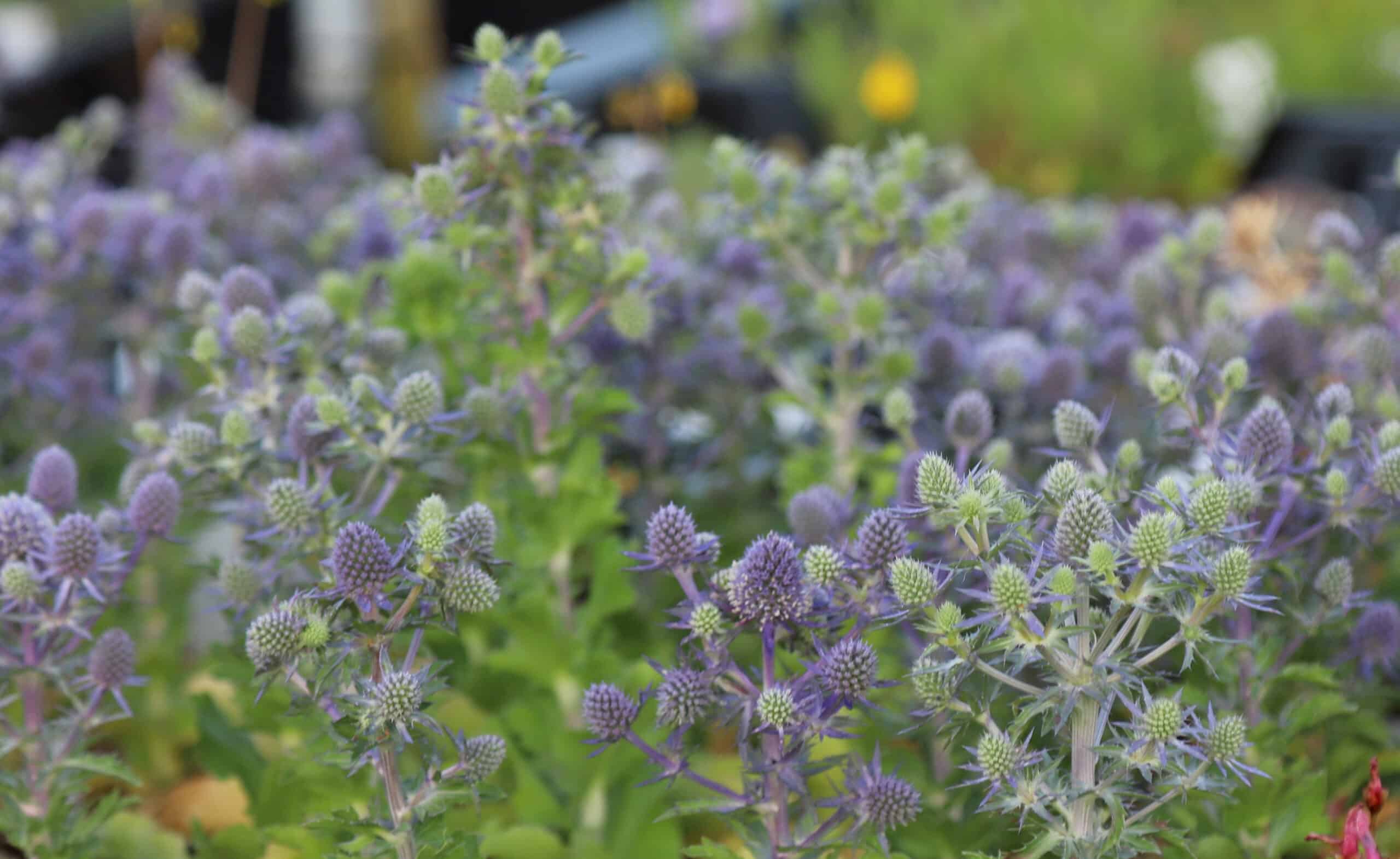 Eryngium planum 'Blue Hobbit' - Image 7