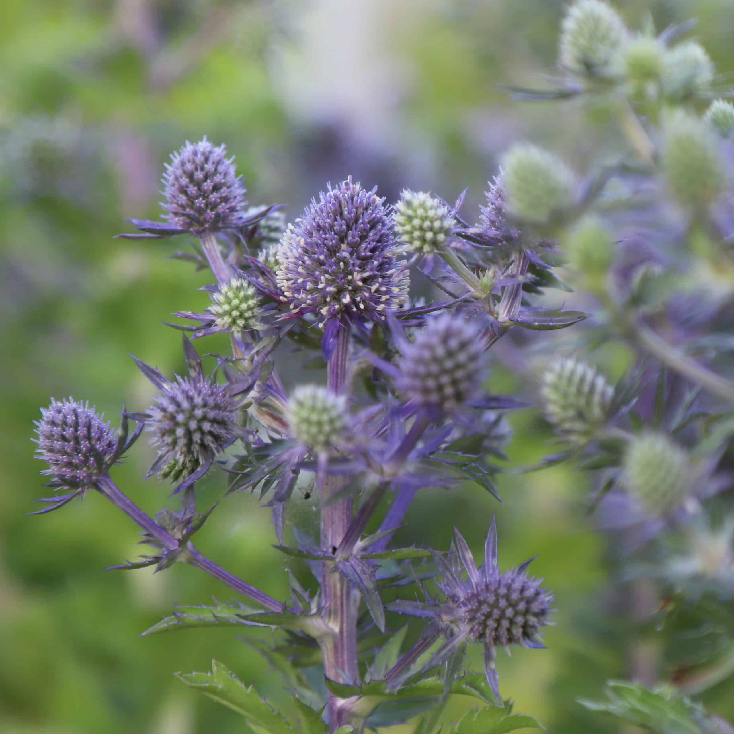 Eryngium planum 'Blue Hobbit' - Image 6