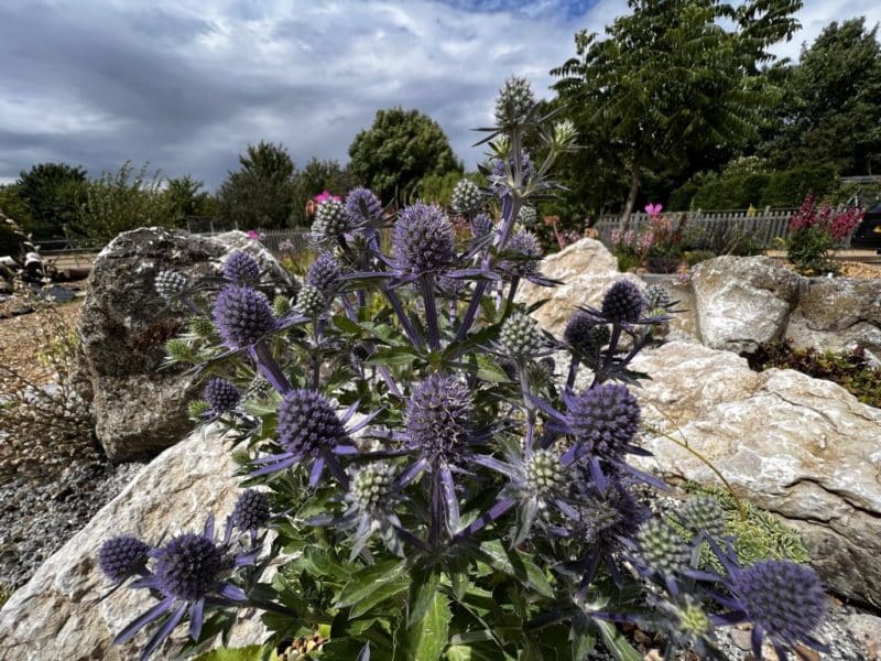 Eryngium planum 'Blue Hobbit' D'arcy and Everest