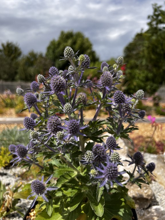 Eryngium planum 'Blue Hobbit' D'arcy and Everest