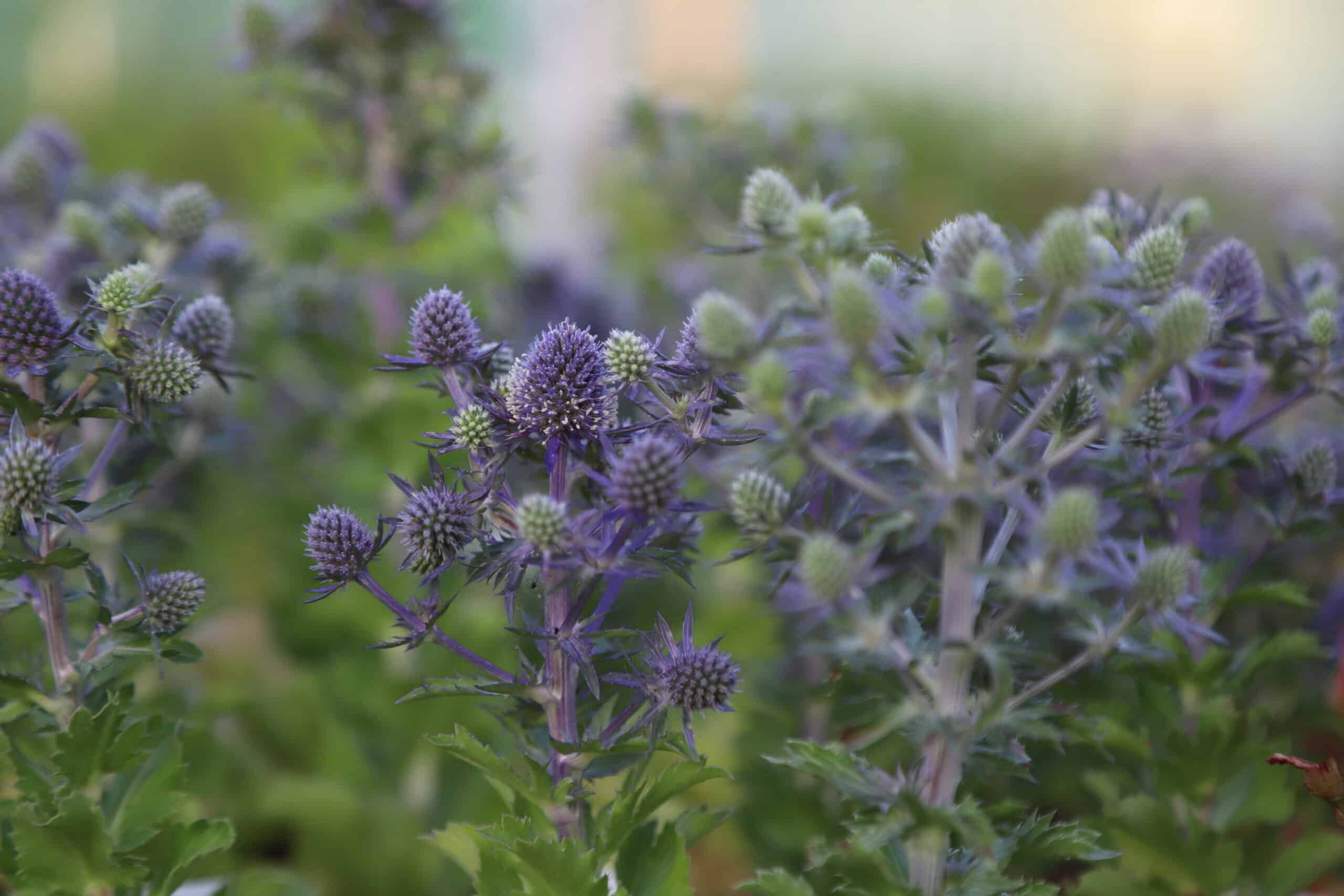 Eryngium planum 'Blue Hobbit' - Image 8