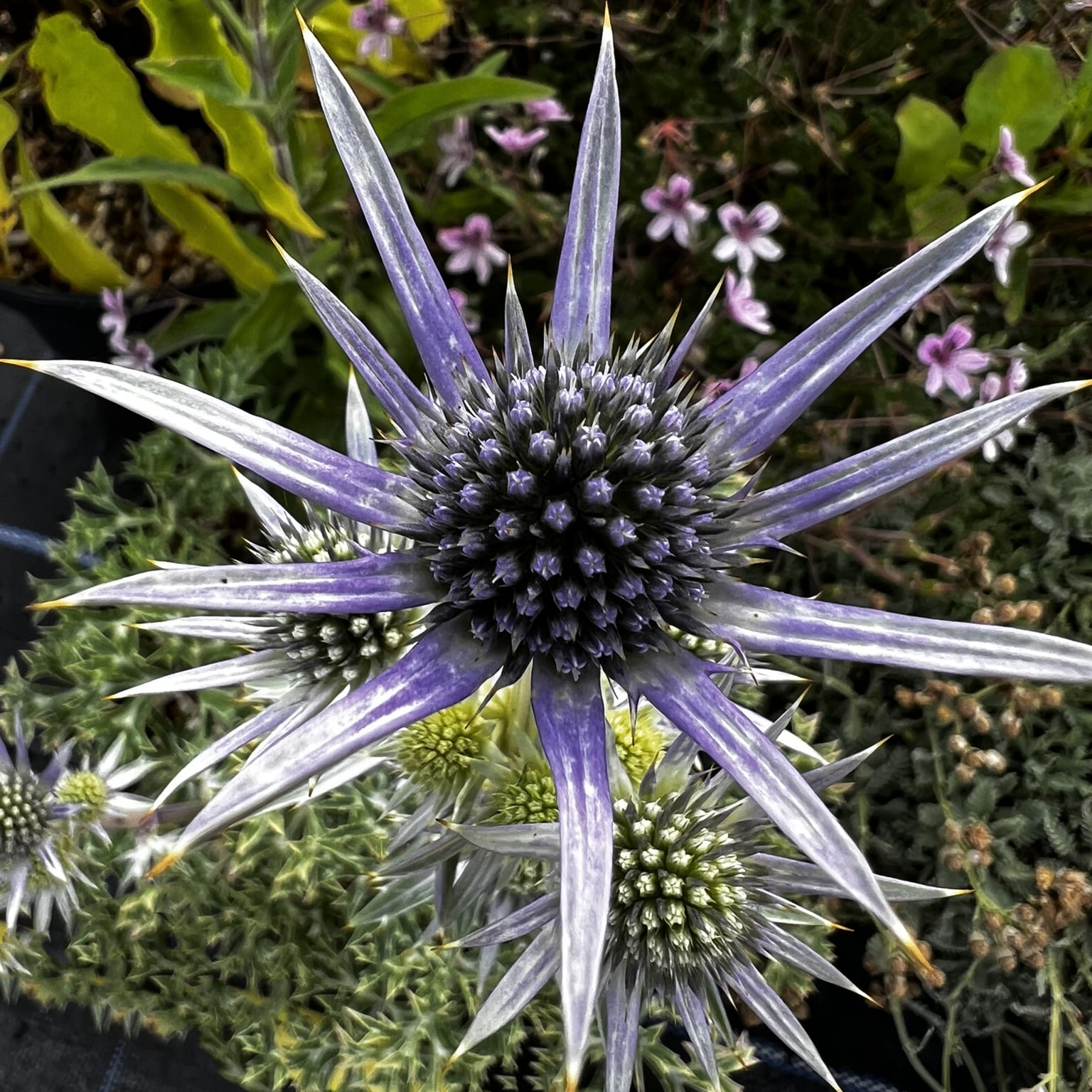 Eryngium bourgatii