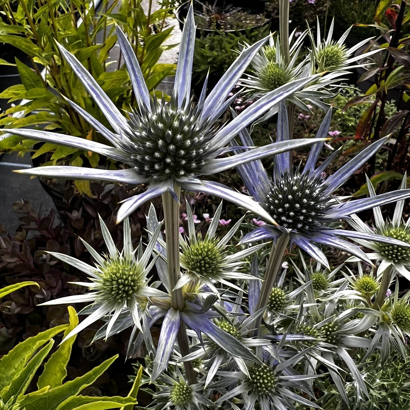 Eryngium bourgatii - Image 9