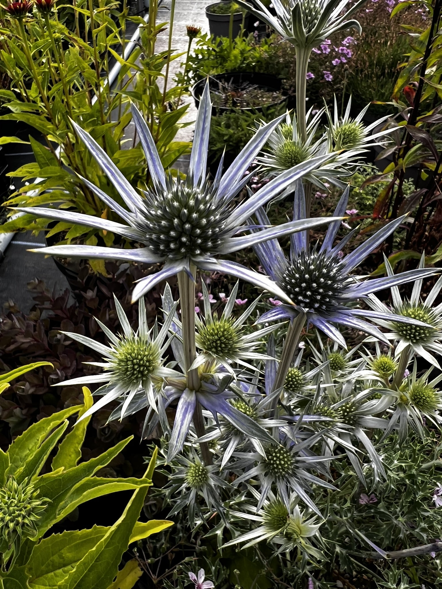 Eryngium bourgatii - Image 10