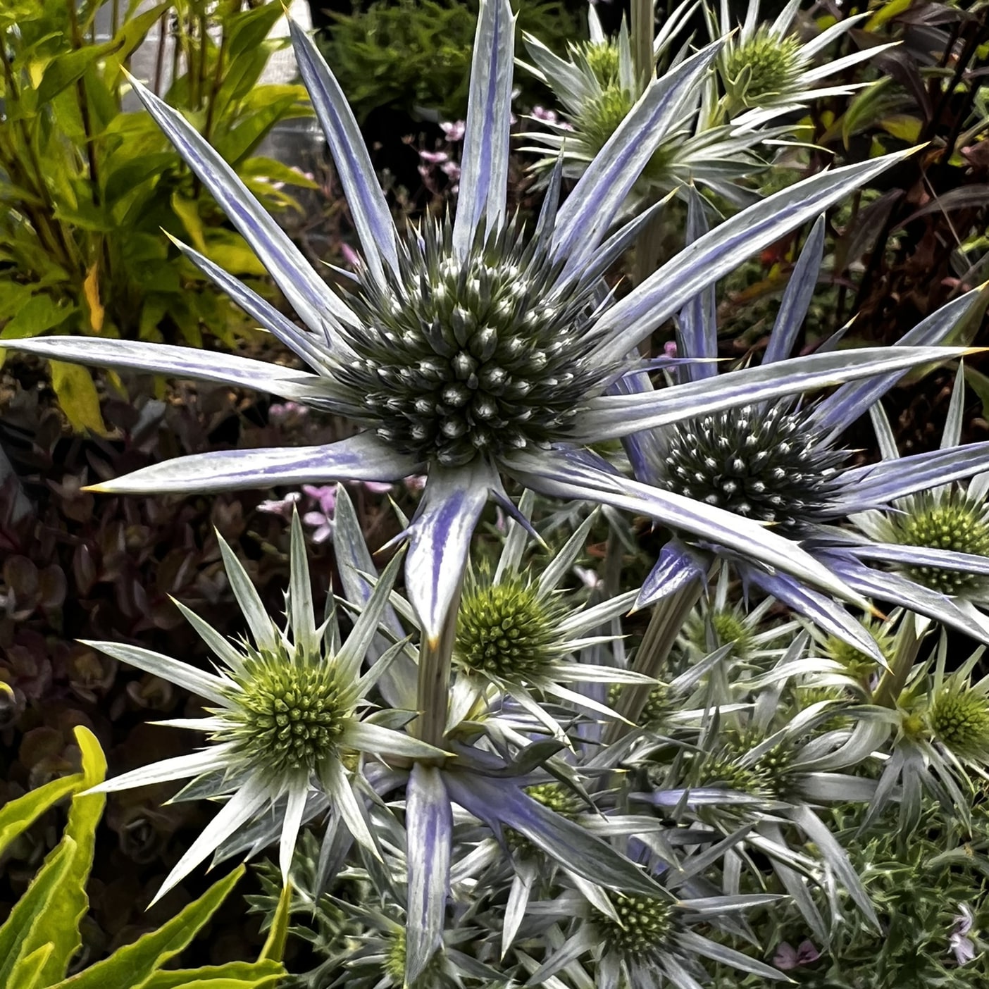 Eryngium bourgatii - Image 11