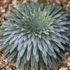 Saxifraga longifolia hybrid