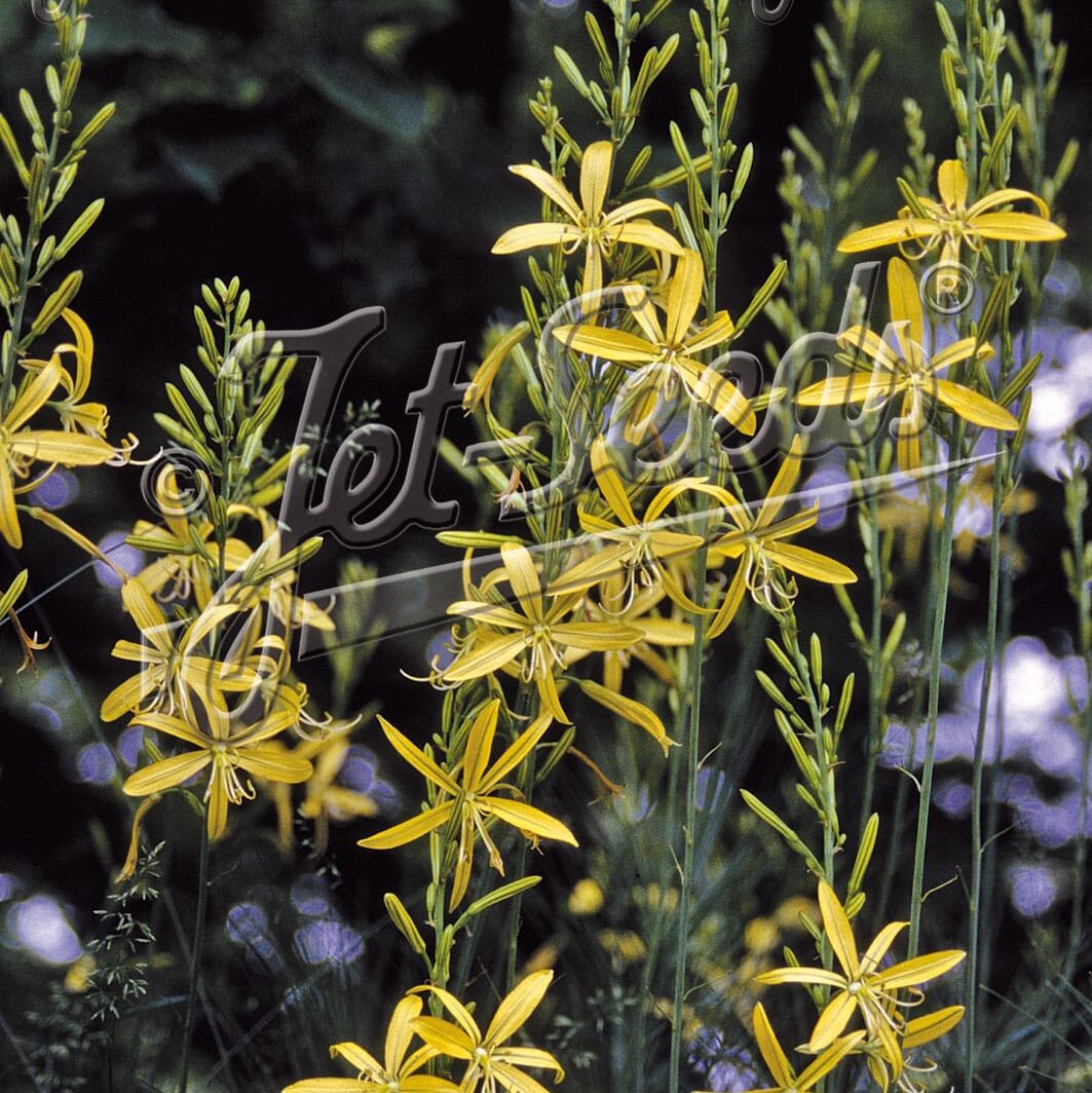 Asphodeline iburnica