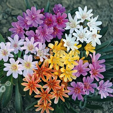 Lewisia longipetala Little Tutti Fruitti