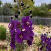 Verbascum phoenicium violetta