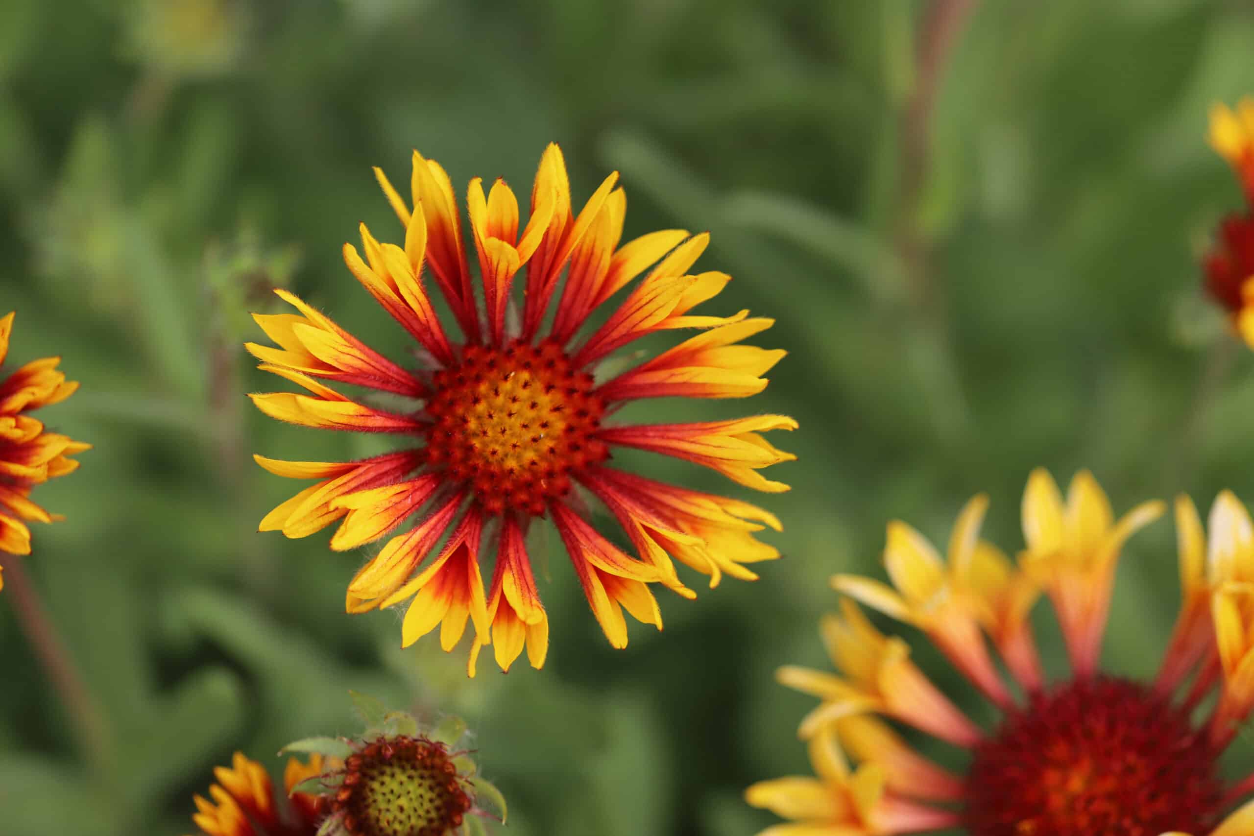 Gaillardia aristata 'fire wheels' - Image 13