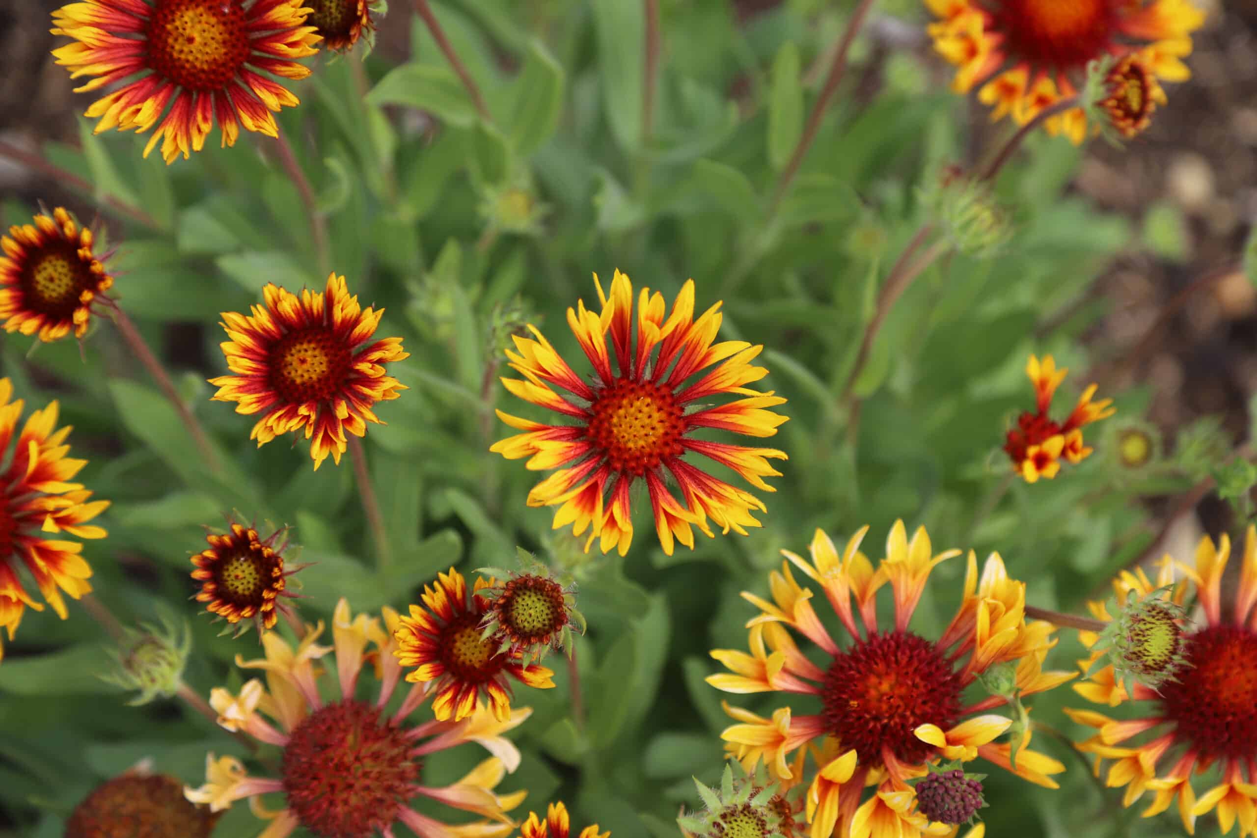 Gaillardia aristata 'fire wheels' - Image 2