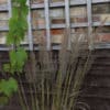 Calamagrostis brachytricha - Image 3