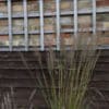 Calamagrostis brachytricha - Image 4